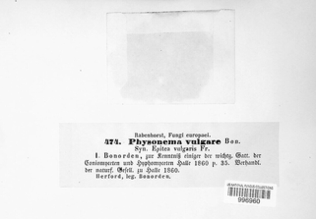 Physonema image